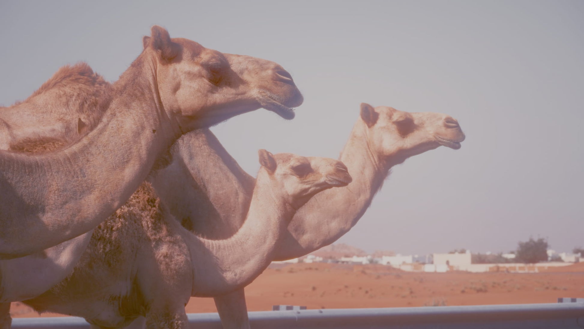 CAMEL Kołdra całoroczna Inter Widex - Senlovo